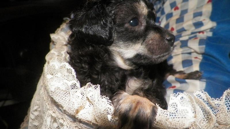 7 weeks old