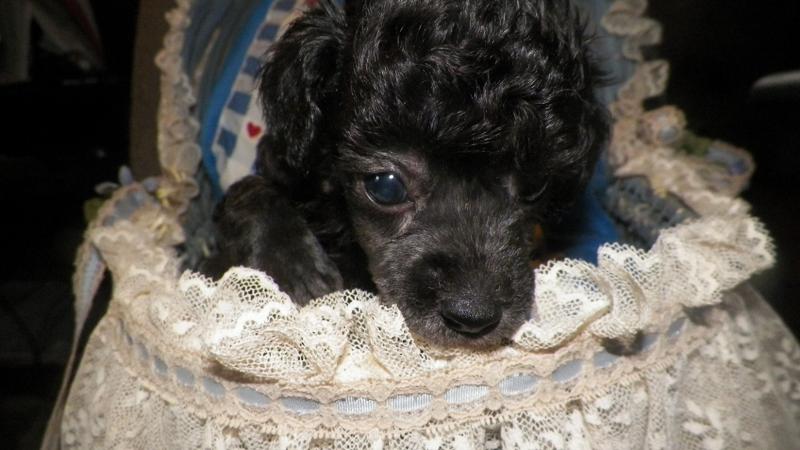 5 weeks old