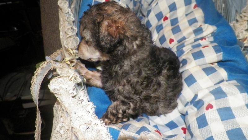5 weeks old